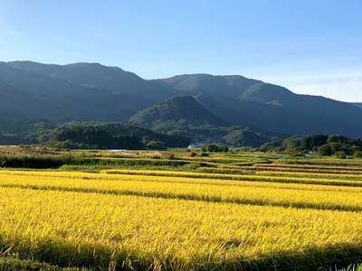 天高く馬肥ゆ♪稲穂の美しい季節 | くつろぎ宿 千代滝