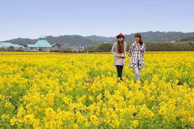 イベント情報 南房総菜の花サイクリング グランドホテル太陽