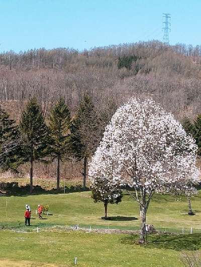 こぶしの花が咲きました♪ | しほろ温泉「プラザ緑風」