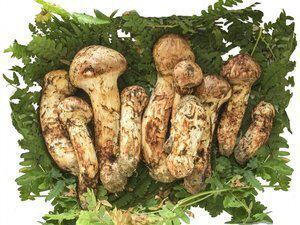 大人気 秋の味覚松茸会席プラン受付中！！ | 星と緑のロマン館