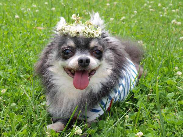 愛犬と泊まれるペンション ハッピーちっぴー