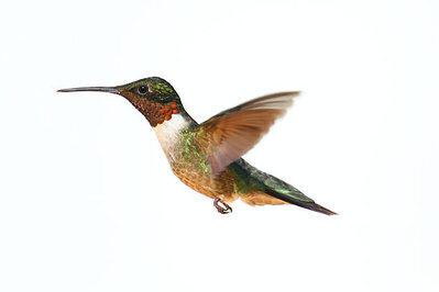  31cm ハチドリ ハチドリのひと雫」 | ニューグランドホテル