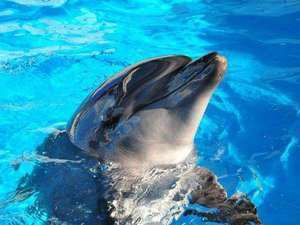 新江ノ島水族館 休館日のお知らせ 湘南台第一ホテル藤沢横浜