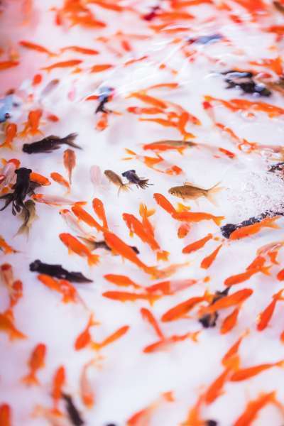 第21回 世界一大きい金魚すくい | 湘南台第一ホテル藤沢横浜