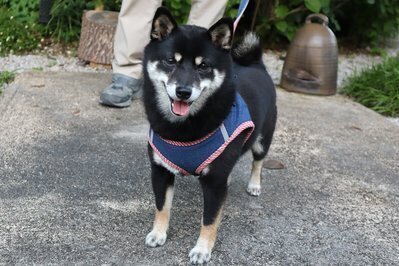 ブラックオブシディアン 犬 わんこ 5月のワンコ】 | ONIWA