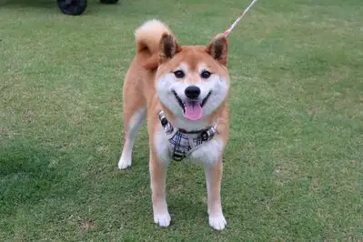5月のワンコ】 | ONIWA