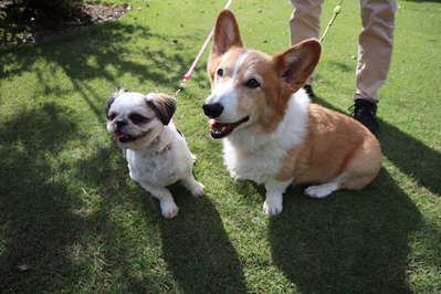 今週（10/11-17）のワンコ】 | ONIWA