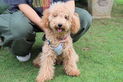 7 18 7 24のワンコ oniwa 7 18 7 24のワンコ oniwa