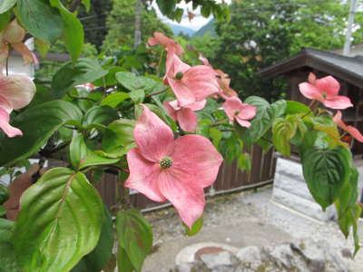 ハナミズキ 日光 季の遊