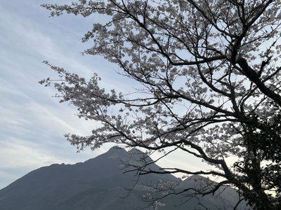由布院の桜2017』湯布院・由布院温泉(大分県)の旅行記・ブログ