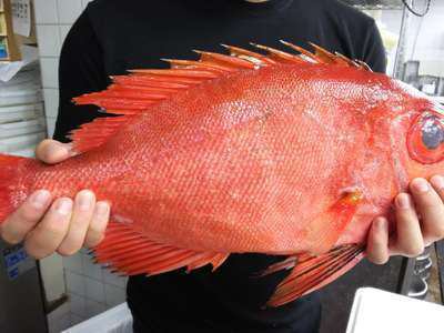 2 超えの チカメキントキ 美食家つどう海の京料理 昭恋館 よ志のや