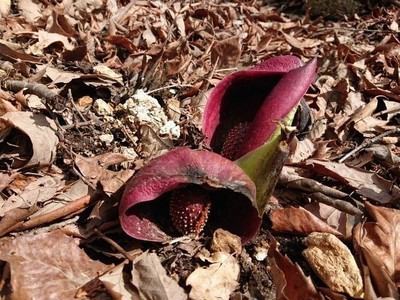 水芭蕉 座禅草 箱の森プレイパーク 湯宿 梅川荘