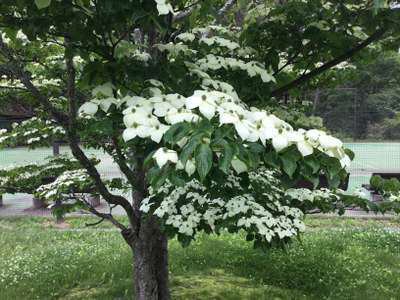 ６月の花 ヤマボウシ レンタヴィラ軽井沢 オナーズヒル