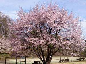 軽井沢の桜の開花は４月中頃 レンタヴィラ軽井沢 オナーズヒル