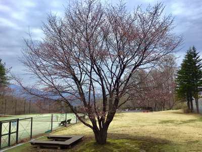 軽井沢の桜も開花しています レンタヴィラ軽井沢 オナーズヒル