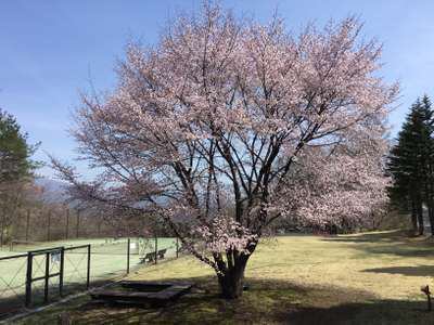 軽井沢のサクラ 定点観測２ レンタヴィラ軽井沢 オナーズヒル
