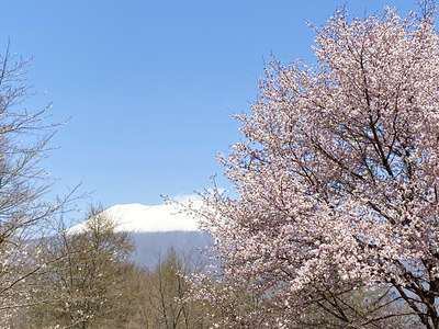軽井沢のサクラの開花は４月中旬以降です レンタヴィラ軽井沢 オナーズヒル
