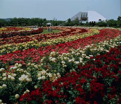 Rskバラ園 開園40周年記念イベント開催中 鷲羽グランドホテル 備前屋甲子