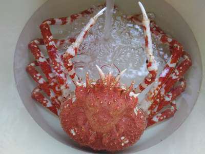 見て 生きてる高足ガニの命を頂きます 成功の極意 海のぺんしょん マリンビュー