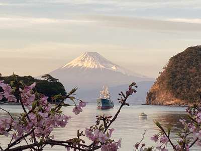 富士山と河津桜 今がとても幸せ 海のぺんしょん マリンビュー