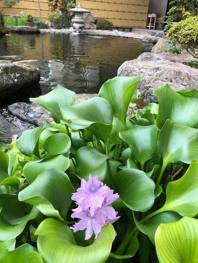 ホテイソウの花 彡 温泉三昧 大田原温泉 ホテル龍城苑