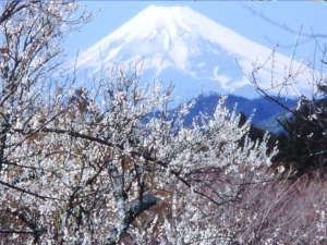 天城路フリーパスで修善寺の梅と河津の桜を見に行こう 修善寺温泉 ホテル滝亭