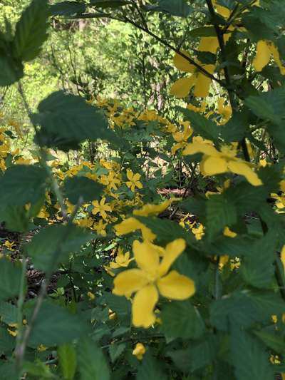 城山の山吹 公式 小野川温泉 名湯の宿 吾妻荘 山形県米沢市