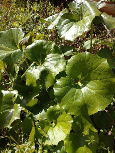 ツワブキ リゾートホテル海辺の果樹園