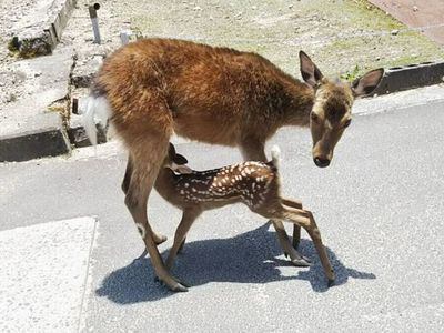 バンビちゃん 宮島ホテルまこと