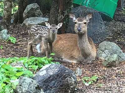 バンビちゃん | 宮島ホテルまこと