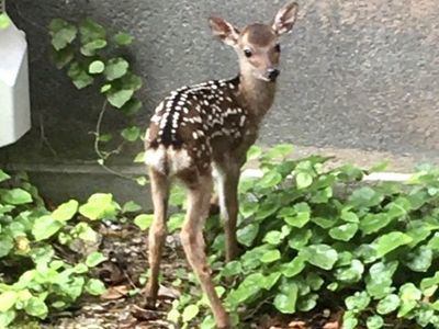 バンビちゃん | 宮島ホテルまこと