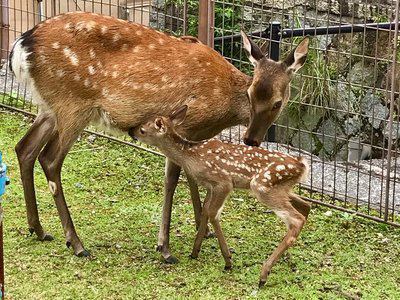 バンビちゃん | 宮島ホテルまこと