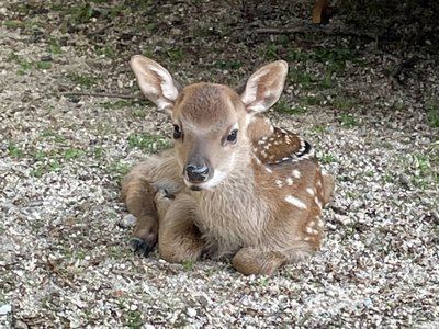 バンビちゃん | 宮島ホテルまこと