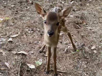 バンビちゃん | 宮島ホテルまこと