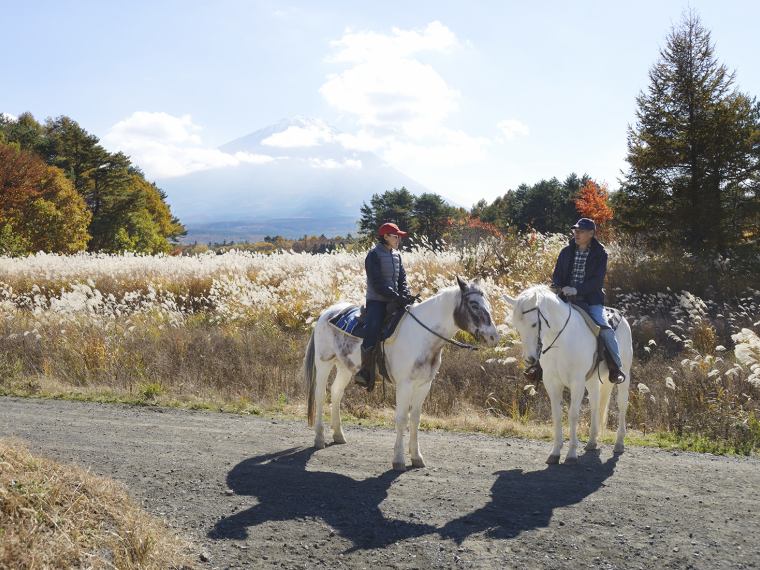 乗馬 パディーフィールド