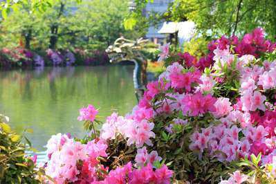 今が見頃 神泉苑のツツジ 祇園 先斗町近く おもてなしの宿 京都花ホテル