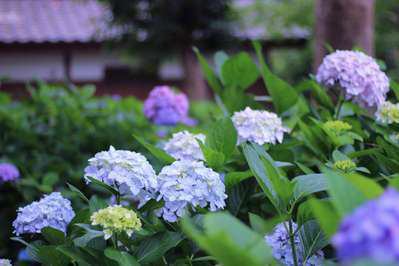 藤森神社のアジサイ 祇園 先斗町近く おもてなしの宿 京都花ホテル