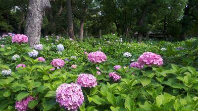 藤森神社 あじさい 祇園 先斗町近く おもてなしの宿 京都花ホテル