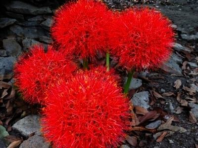 売店の可愛い天使たち 湯布院 ホテル森のテラス