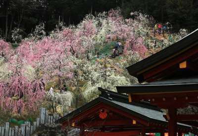 大縣神社梅園 梅まつり キャッスルイン小牧