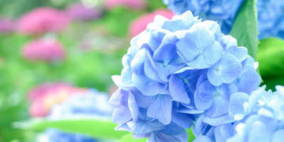 梅雨どきの癒しの花 キャッスルイン小牧