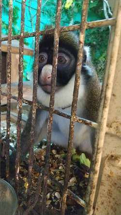 うるま市内の無料動物園 カフェ情報 ａｊリゾートアイランド伊計島