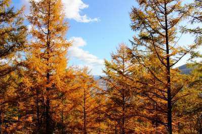 金色に輝く森 落葉松の紅葉 かなやま湖ログホテルラーチ
