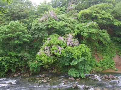 瀬美温泉 藤の花 ３種の異なる泉質と四季の郷土料理 美人の湯 瀬美温泉