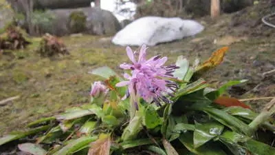 ショウジョウバカナ咲きました～！ | 【3種の異なる泉質と四季の郷土 