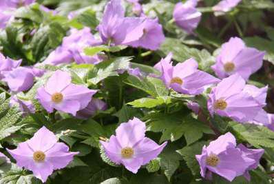 5 のお花 白根葵 3種の異なる泉質と四季の郷土料理 美人の湯 瀬美温泉 5 のお花 白根葵 3種の異なる泉質と四季の郷土料理 美人の湯 瀬美温泉