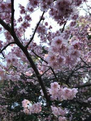 松山城はまだ蕾 椿寒桜は咲いておりました 道後温泉 花ゆづき