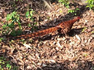 つわぶきの鳥 第二弾 そのぎ茶温泉里山の湯宿 つわぶきの花