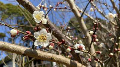 もうすぐ春ですね そのぎ茶温泉里山の湯宿 つわぶきの花