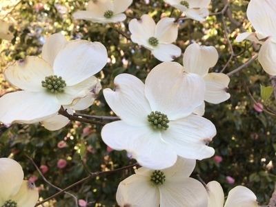 そろそろ ハナミズキ の季節です 伊香保温泉 和心の宿オーモリ 親しみやすくあったかで心和む宿